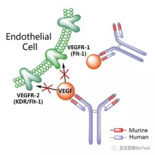 Dongfang Baitai anti-cancer drug has obtained clinical approval!